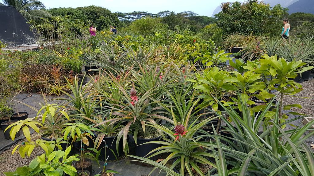 Seattle Garden & Fruit Adventures Frankie's Nursery in Oahu Tropical